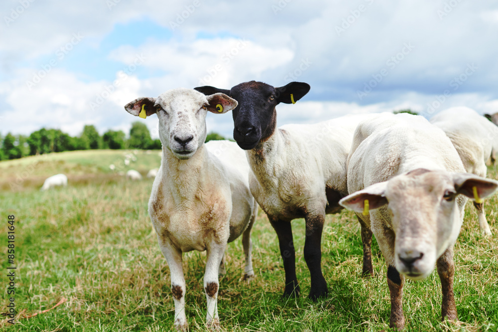 Environment, field and sheep on farm in outdoor, countryside and nature for protection of exporting. Animal, grass and livestock agriculture for farming or slaughter, sustainability and wool. Environment, field and sheep on farm in outdoor, countryside and nature for protection of exporting. Animal, grass and livestock agriculture for farming or slaughter, sustainability and wool.