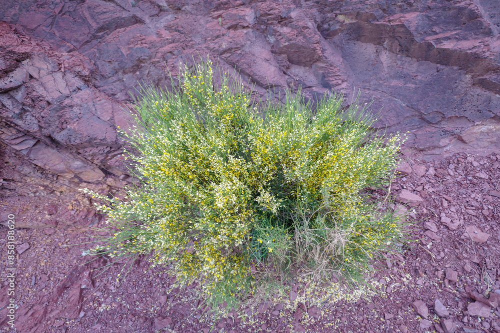 Aspalathus linearis growing on oxide rock