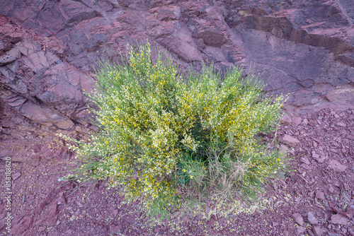 Obraz na płótnie Aspalathus linearis growing on oxide rock w salonie