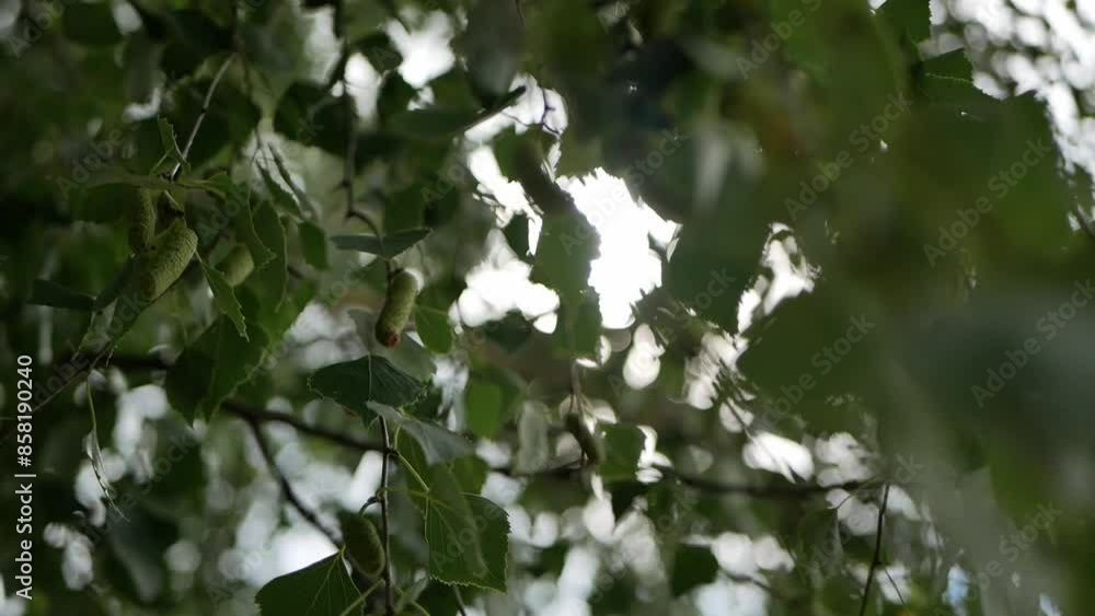 the sun's rays make their way through the green branches of the trees at sunset
atmospheric video the sun's rays make their way through the green branches of the trees at sunset
atmospheric video