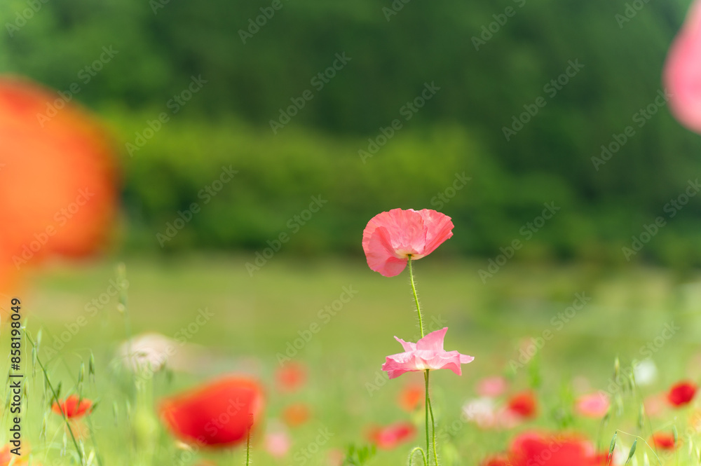 Obraz premium 満開のポピー