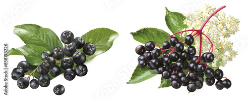 Aronia- und Holunderbeeren photo