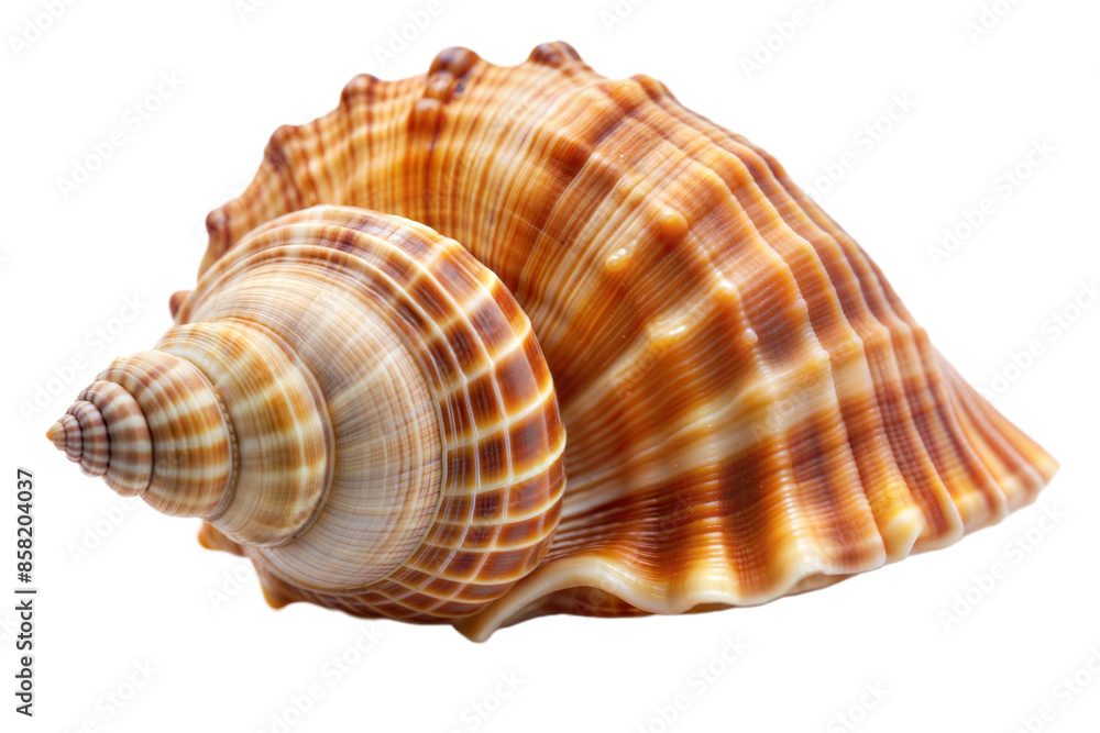 sea shell on a transparent background sea shell on a transparent background