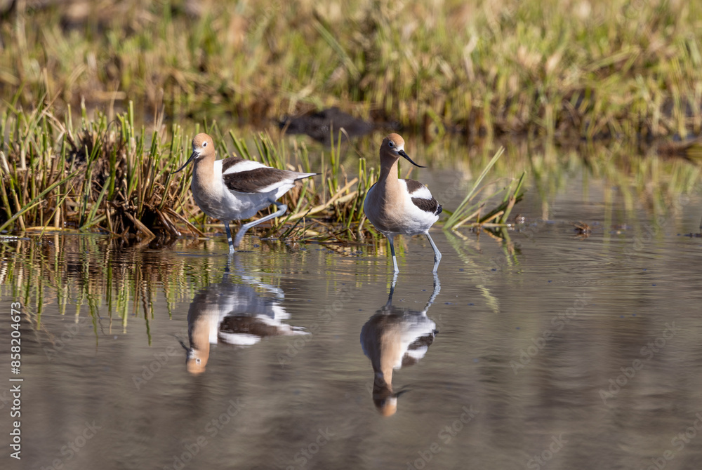 Pair of American Avocets Reflected in a Wyoming Pond in Springtime Pair of American Avocets Reflected in a Wyoming Pond in Springtime