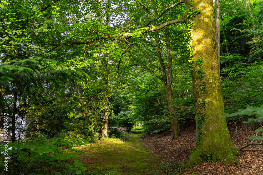 Obraz premium Serene Forest Path with Lush Greenery in Sunlight