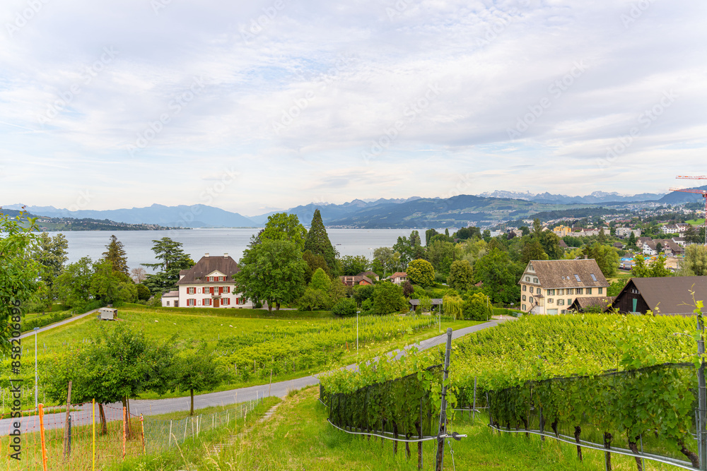 Blick auf den Zürichsee von einem Weinberg auf der Halbinsel Au, Schweiz Blick auf den Zürichsee von einem Weinberg auf der Halbinsel Au, Schweiz