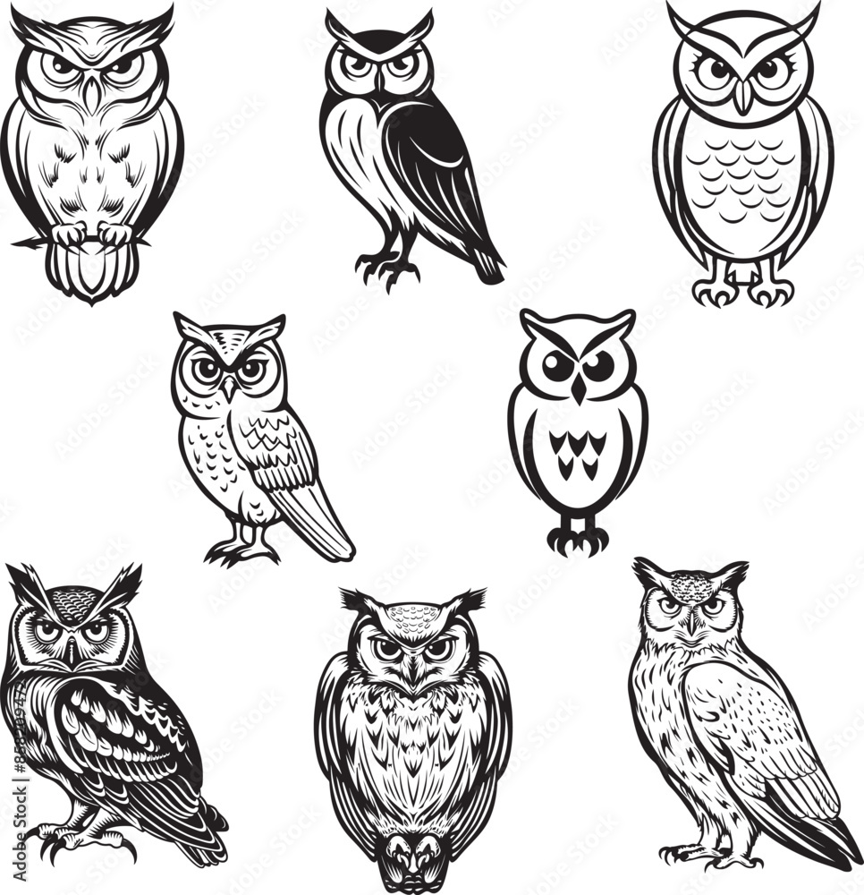 Fototapeta premium owl-02