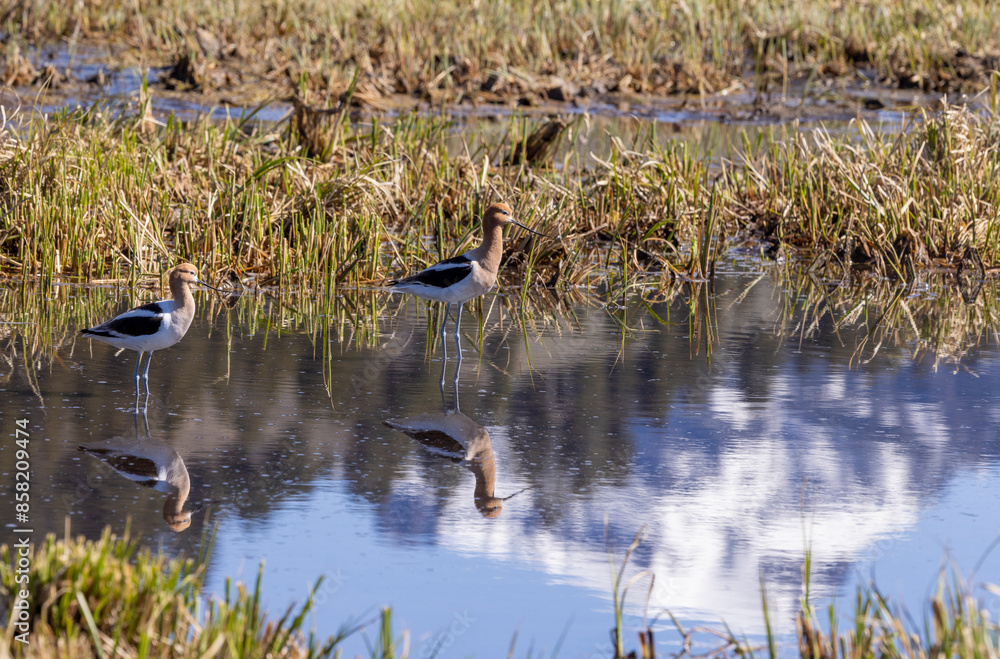 Fototapeta premium Pair of American Avocets Reflected in a Wyoming Pond in Springtime