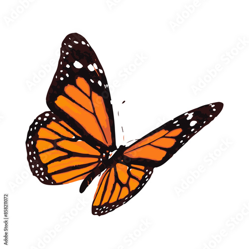 butterfly illustration