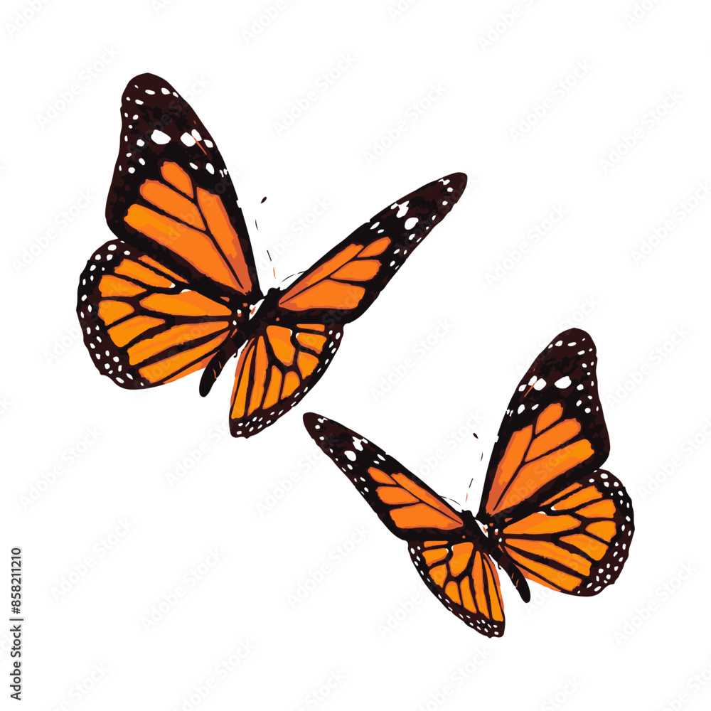 Fototapeta premium butterfly illustration