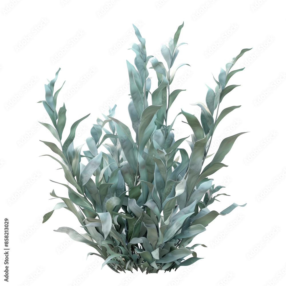 Fototapeta premium Isolated transparent background of Laminaria (Kelp) Seaweed