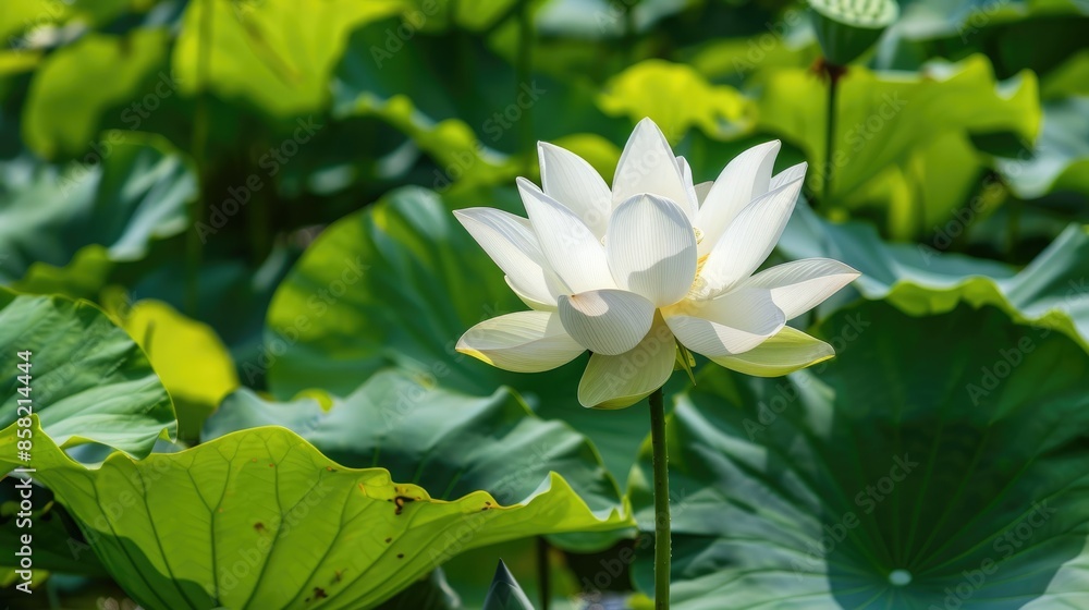 Elegant white lotus flower with lush green leaves surrounding it AI generated Elegant white lotus flower with lush green leaves surrounding it AI generated