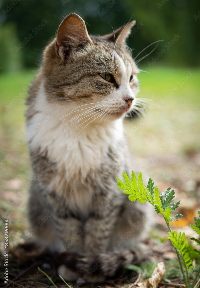 Obraz premium Beautiful fluffy cat portrait on summer nature background.