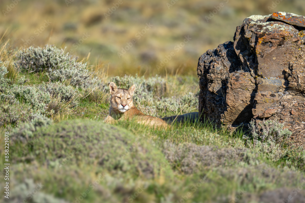 Puma lying by rock in pre-Andean scrubland Puma lying by rock in pre-Andean scrubland