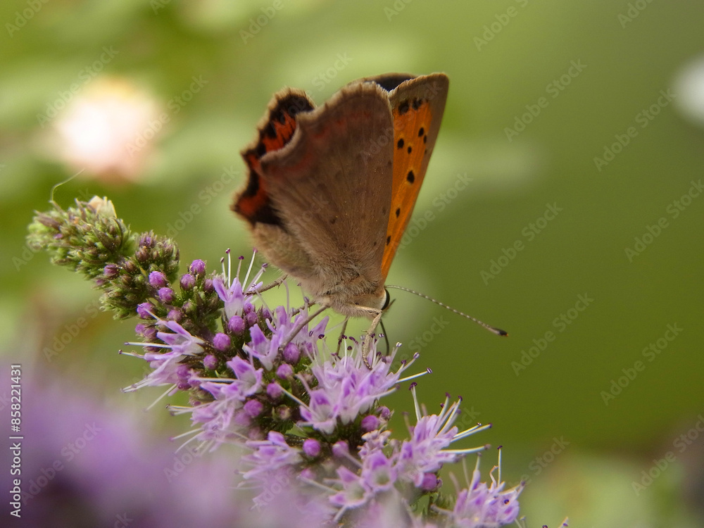 Obraz premium Farfalla