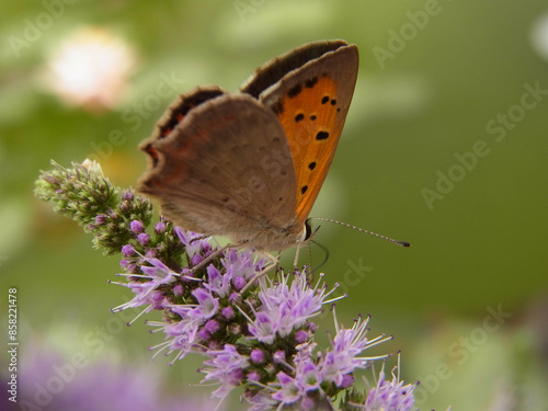 Wallpaper Mural Farfalla Torontodigital.ca