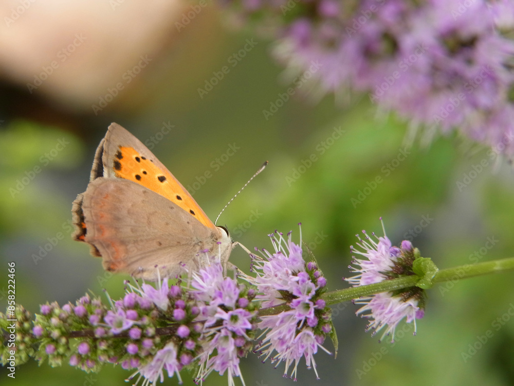 Obraz premium Farfalla