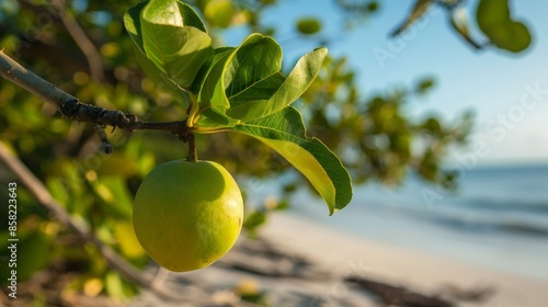 A green apple hanging from a tree. manchineel tree, a poisonous tree photo