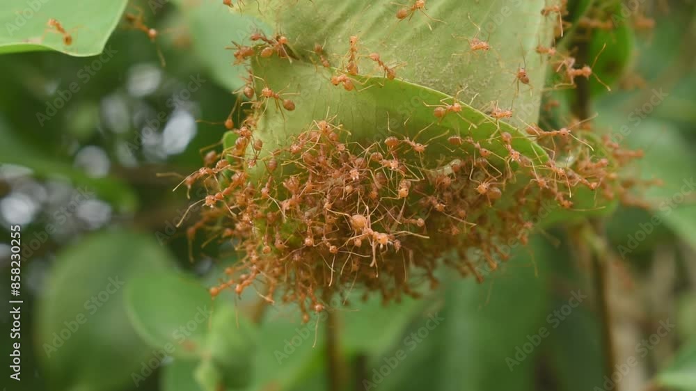 red ant climbing on nest in leaf in on garden red ant climbing on nest in leaf in on garden