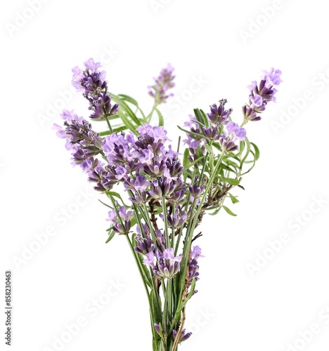 Flowers, buds and leaves of lavender on white background.Lavandula angustifolia is its scientific name.