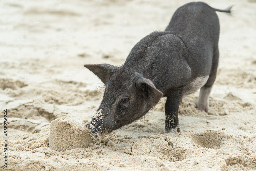Black pig is living on sand beach with purity nature at Mudsum island, this place is located near the Samui island, one of famous place for tourist in Thailand. Animal in nature scene photo. Black pig is living on sand beach with purity nature at Mudsum island, this place is located near the Samui island, one of famous place for tourist in Thailand. Animal in nature scene photo.