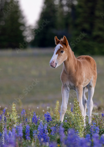 Cute Wild Horse Foal in Summer in the Pryor Mountains Montana