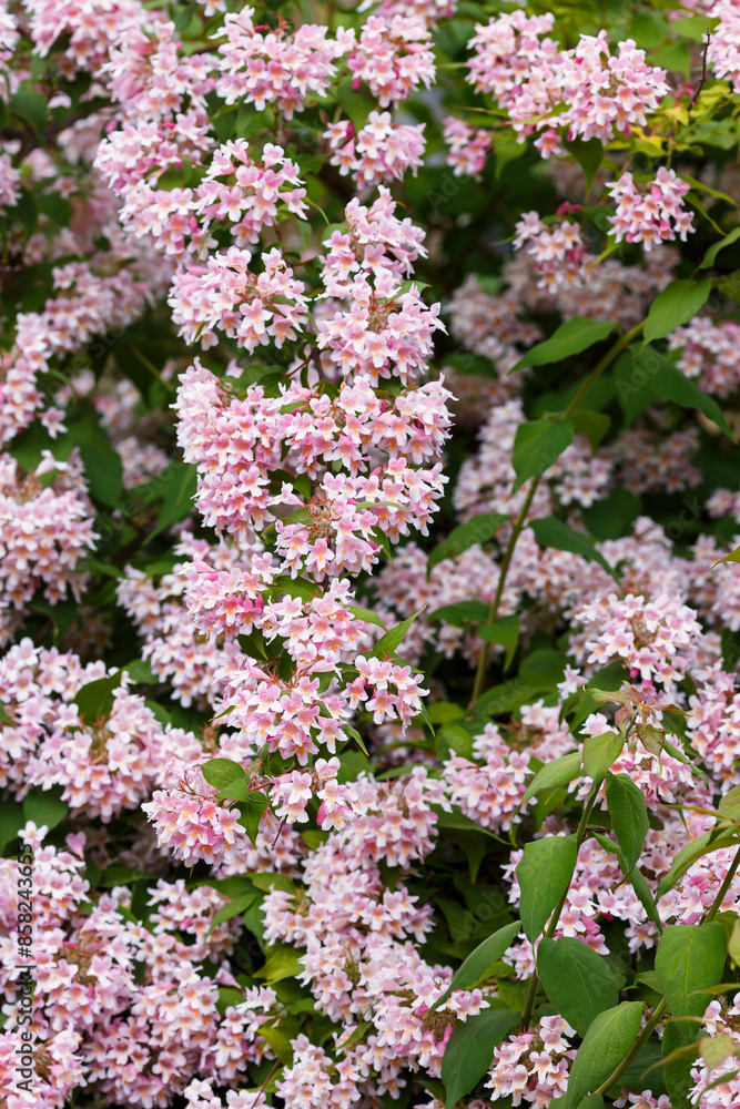 Fototapeta premium Kolkwitzia amabilis , a deciduous shrub that blooms profusely with bell-shaped flowers