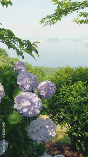 Beautiful view of many blue hydrangea flowers blooming on June, Mt.Shiude in Kagawa Prefecture in Japan, Nature or outdoor, VErtical video for smartphone footage photo