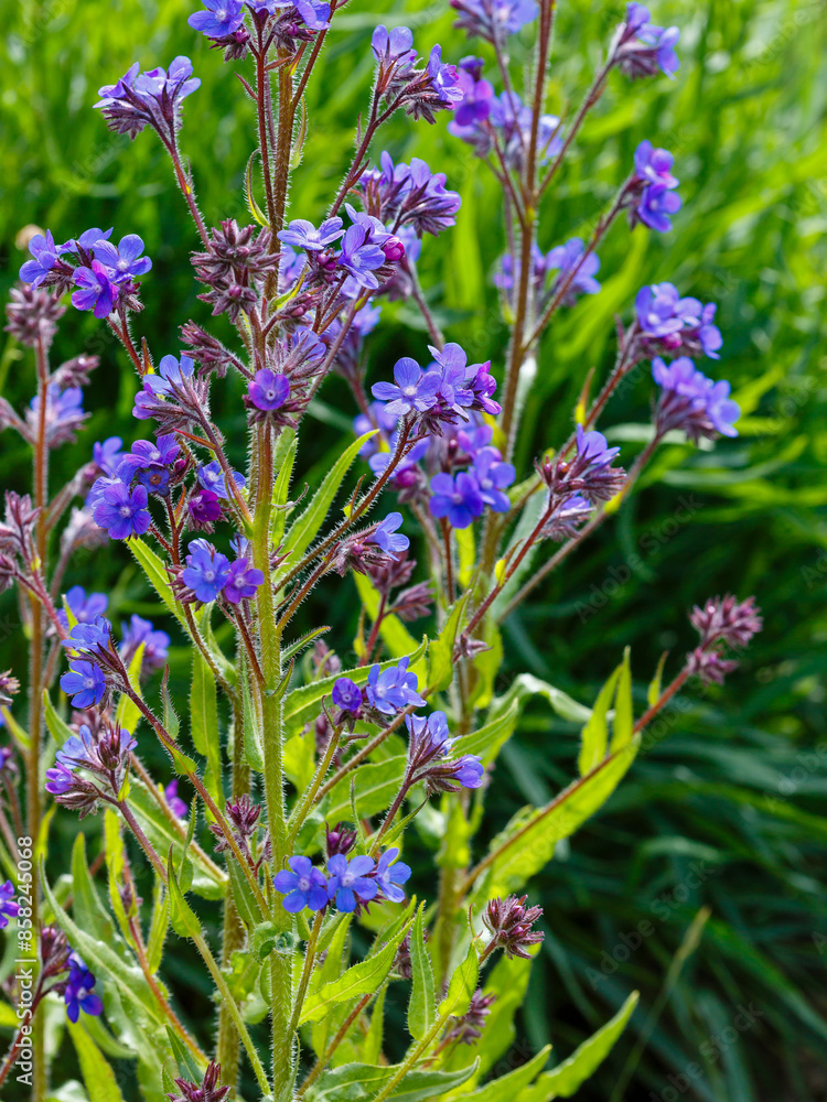 Obraz premium Italian oxwort , or Italian Anchusa ( lat. Anchusa azurea ) is a perennial plant of the Borage family