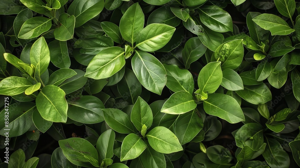 Bush Capture the dense foliage of a bush, with vibrant green leaves and possibly flowers or berries. Bush Capture the dense foliage of a bush, with vibrant green leaves and possibly flowers or berries.