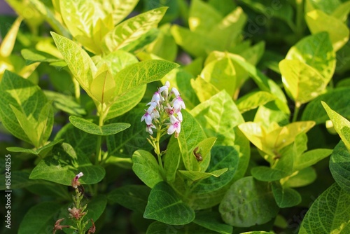 Japanese jasmine flowers that look beautiful during the day. This Japanese jasmine flower is a variant of the jasmine flower itself with the scientific name Pseuderanthemum reticulatum photo