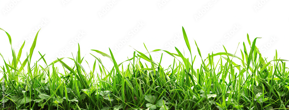 Lush Green Grass Border for Garden and Lawn Care Services - Spring Meadow with Fresh Growth Lush Green Grass Border for Garden and Lawn Care Services - Spring Meadow with Fresh Growth
