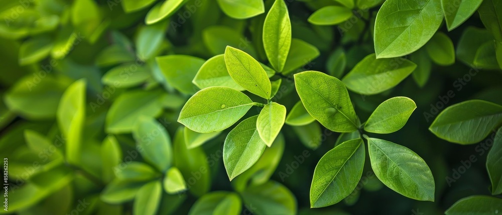 Closeup of green leaves with a lush, vibrant background Closeup of green leaves with a lush, vibrant background