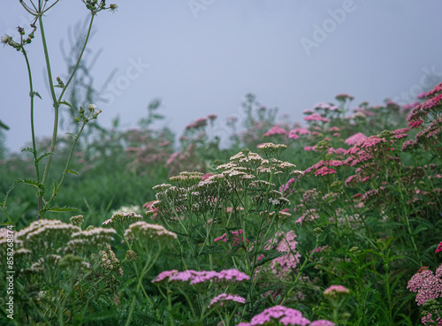 Pink yarrow in Northern Blossoms garden in Atok Benguet Philippines. photo