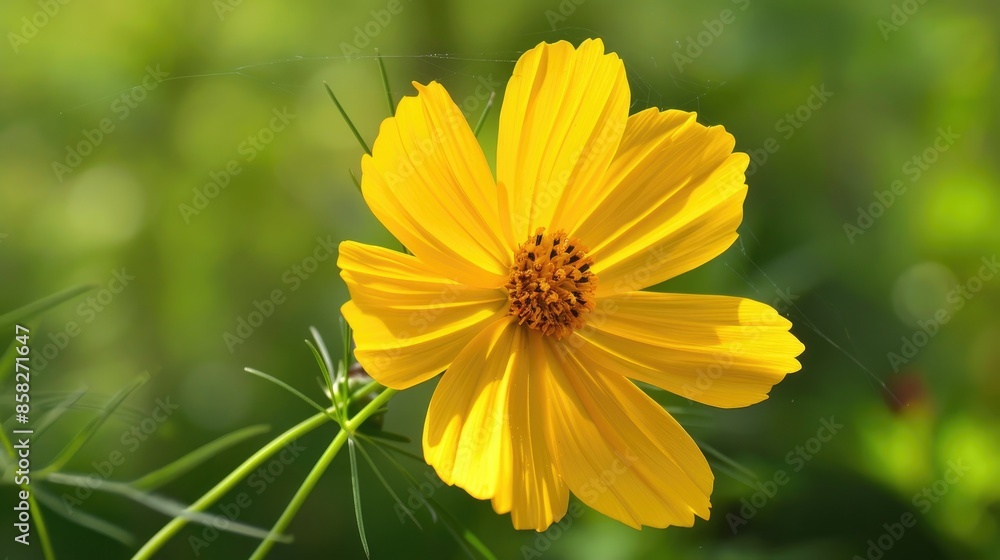 Yellow cosmos flower native to Mexico Central America and northern South America Yellow cosmos flower native to Mexico Central America and northern South America