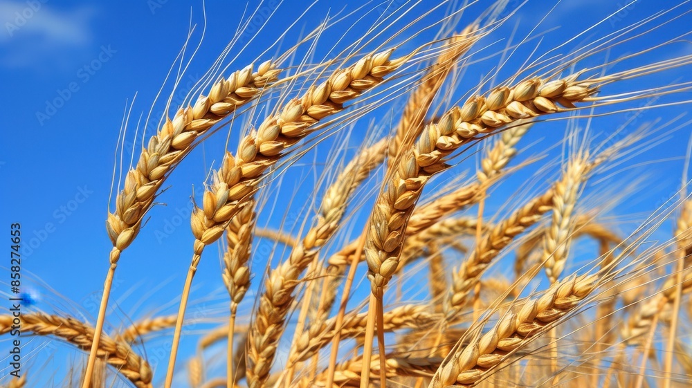 Golden wheat ears sway under a bright blue sky, symbolizing agriculture's bounty and natural beauty in a summer field. Golden wheat ears sway under a bright blue sky, symbolizing agriculture's bounty and natural beauty in a summer field.