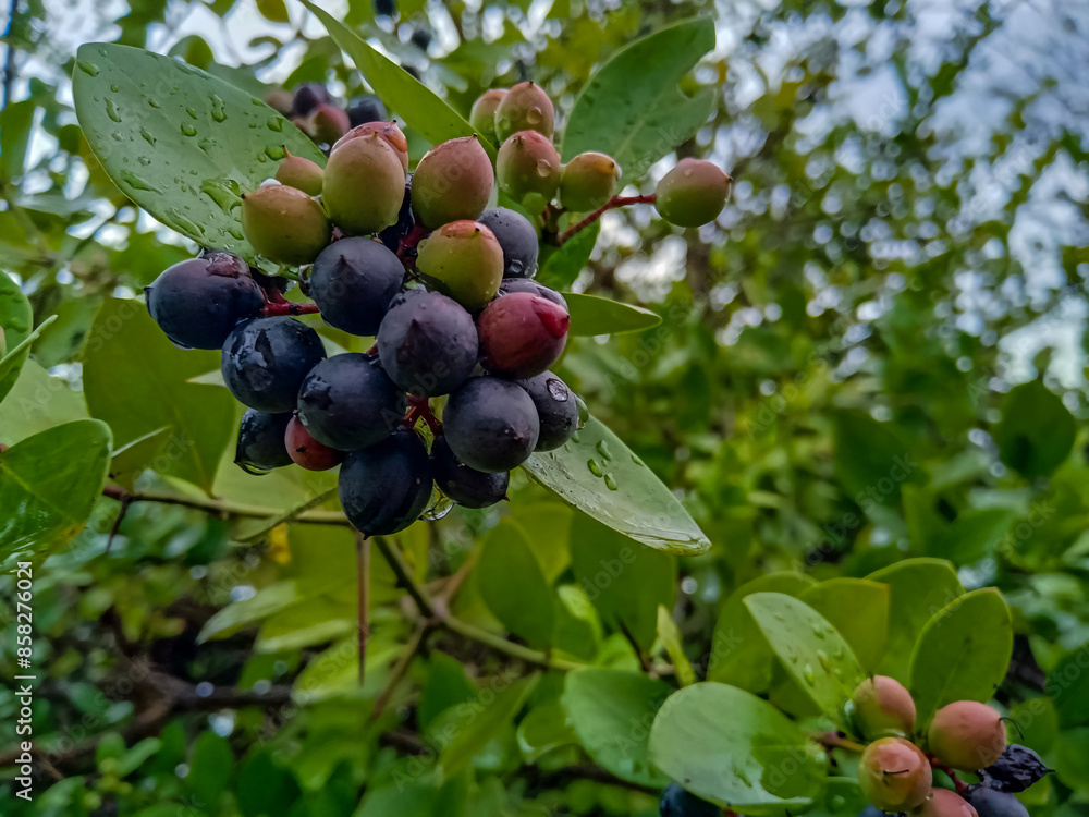 These karonda fruits are small, It is bitter-sour and acidic in taste