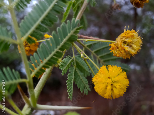 Acacia nilotica, Babool yellow colour flowers 