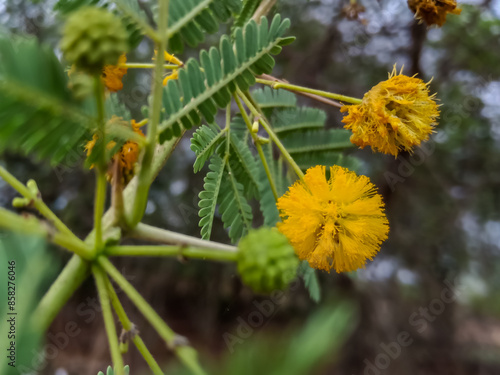 Acacia nilotica, Babool yellow colour flowers  photo