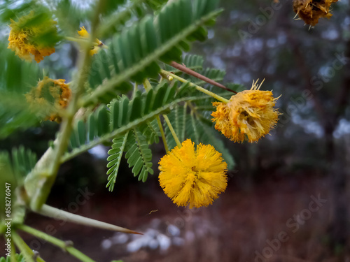 Acacia nilotica, Babool yellow colour flowers  photo