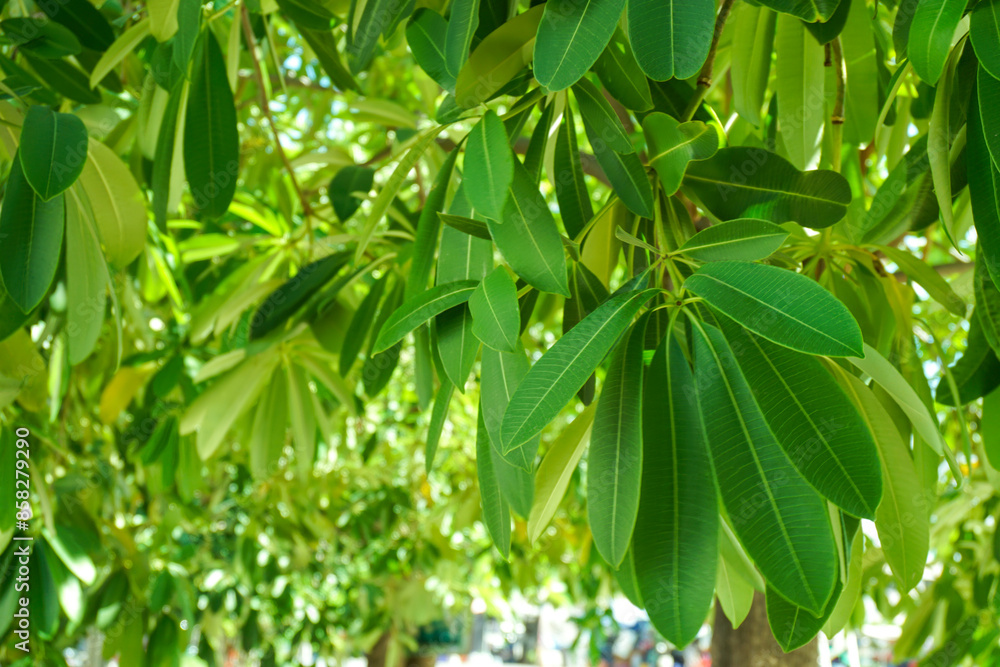 green leaves texture background, fresh young green leaves green leaves texture background, fresh young green leaves