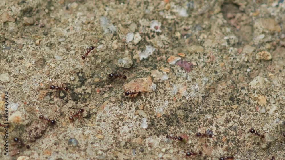Queen ant walk pass on the concrete floor. Queen ant walk pass on the concrete floor.