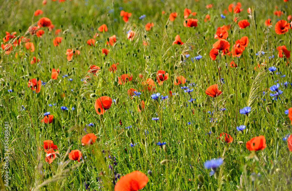 Fototapeta premium czerwone maki i niebieskie chabry na łące, pole maków, red poppies and blue cornflowers in the meadow, field of poppies, Colorful flower meadow with poppies and cornflowers, Papaver rhoeas, Centaurea 