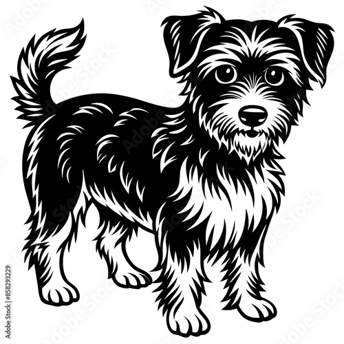 black and white dog