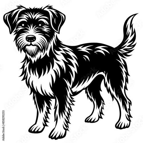 black and white dog