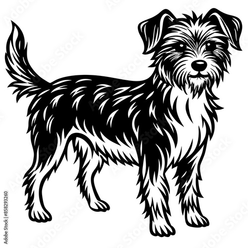 black and white dog