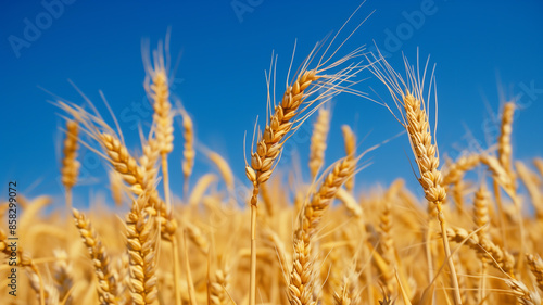 A golden wheat field under a deep blue sky, with the stalks swaying gently in the breeze