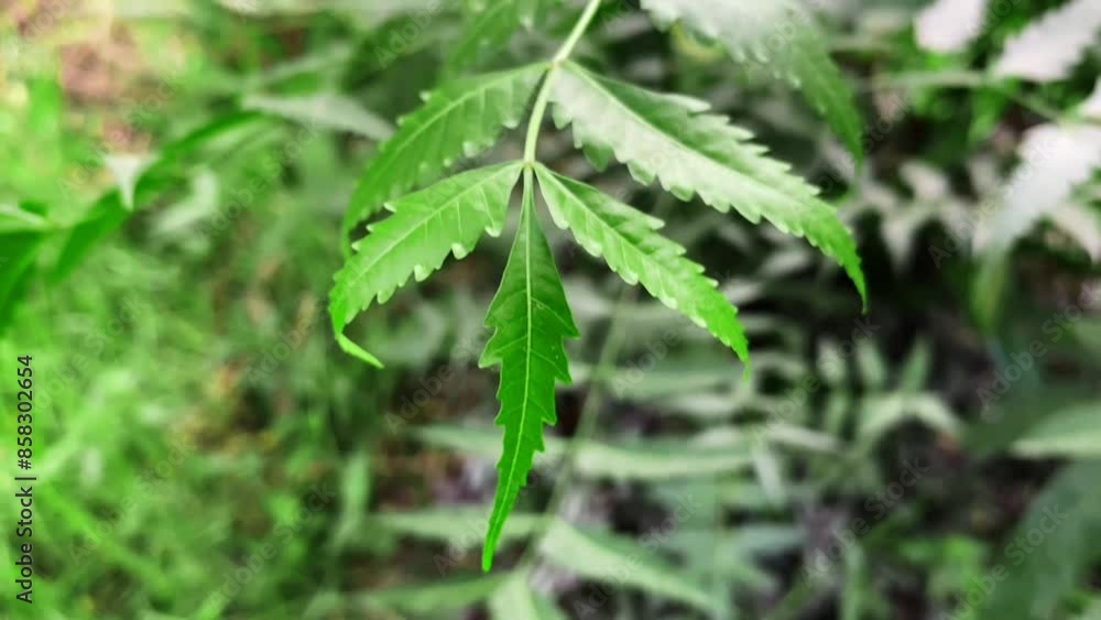 Closeup nature scene with green nym leaves and background. Closeup nature scene with green nym leaves and background.