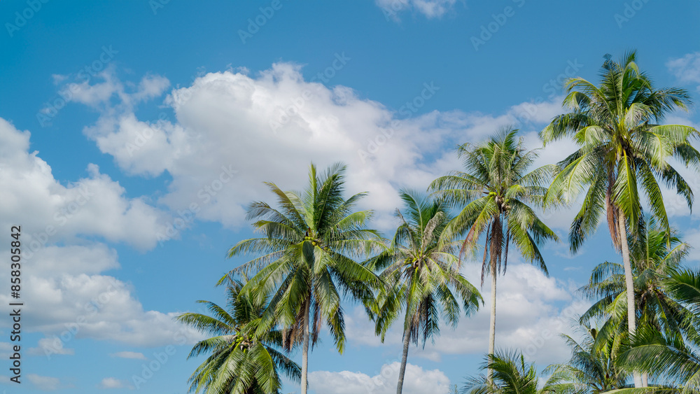 Coconut palm tree with sand beach and sea background, tropical island Coconut palm tree with sand beach and sea background, tropical island