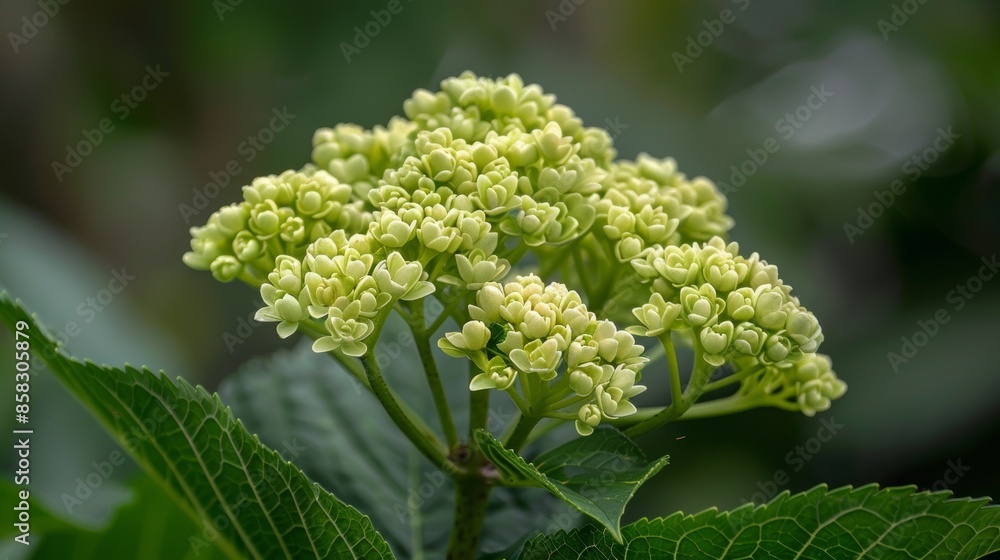 An editorial photo of a hydrangea in bloom that was shot on June 23, 2021, in Caerphilly, South Wales, UK An editorial photo of a hydrangea in bloom that was shot on June 23, 2021, in Caerphilly, South Wales, UK